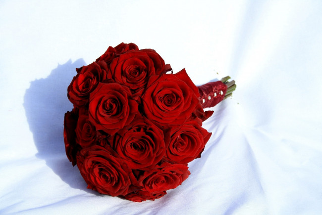 Обои картинки фото цветы, розы, красный, яркий, круглый