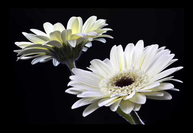 Обои картинки фото цветы, герберы, белый