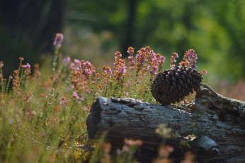 Картинка природа шишки жёлуди каштаны макро бревно цветы шишка