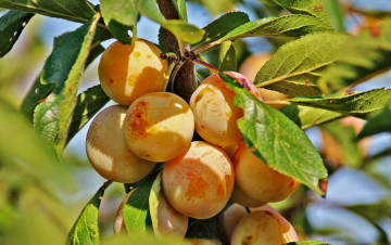 Картинка природа плоды сливы листья дерево персик