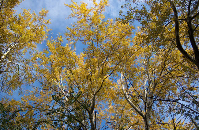 Обои картинки фото осень, природа, деревья, желтые, листики