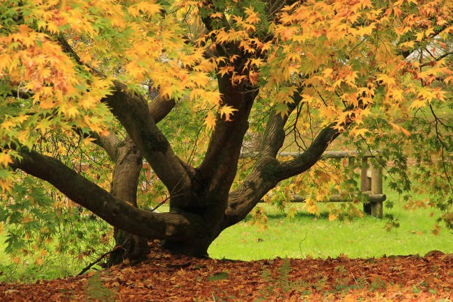 Обои картинки фото природа, деревья, листья, осень