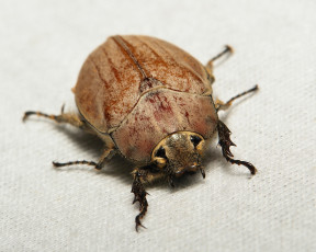 Картинка животные насекомые жук макро itchydogimages