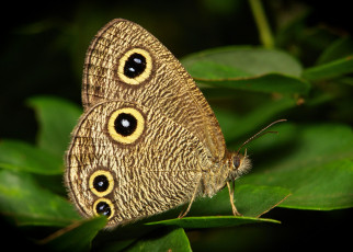 Картинка животные бабочки макро itchydogimages лист усики узор крылья бабочка