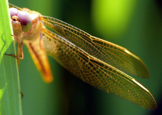 Картинка животные стрекозы насекомое макро стрекоза травинка фон утро
