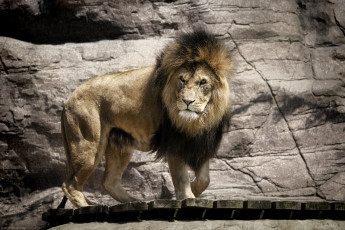 Картинка животные львы кошка красавец грива скалы зоопарк