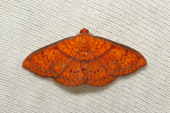 Картинка животные бабочки мотылёк оранжевая бабочка itchydogimages полотно вязаное насекомое макро