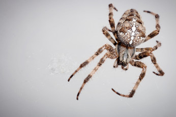 Картинка животные пауки паутина макро