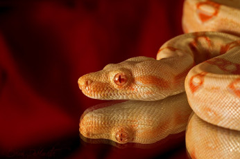Картинка животные змеи +питоны +кобры голова рептилия альбинос отражение макро красный