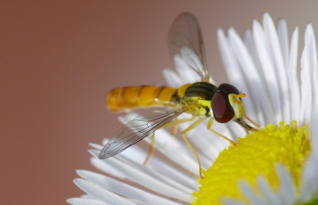 Картинка животные насекомые фон макро цветок насекомое муха ромашка