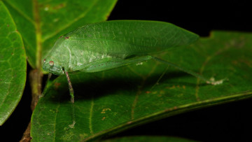 Картинка животные насекомые листья насекомое макро itchydogimages
