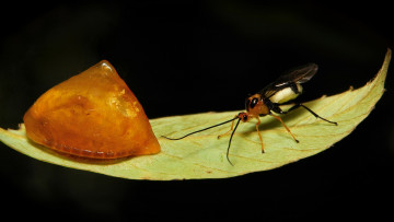 Картинка животные разные+вместе лист чёрный фон насекомые itchydogimages макро