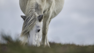 Картинка животные лошади морда грива челка пастбище трава