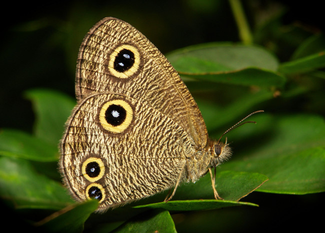 Обои картинки фото животные, бабочки, макро, itchydogimages, лист, усики, узор, крылья, бабочка