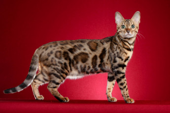 Картинка животные коты млекопитающее животное фон порода