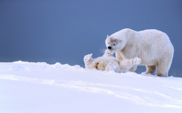 Картинка животные медведи медвежонок медведица игра аляска белые забава детёныш зима снег