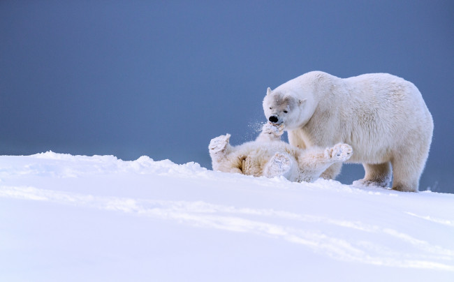 Обои картинки фото животные, медведи, медвежонок, медведица, игра, аляска, белые, забава, детёныш, зима, снег