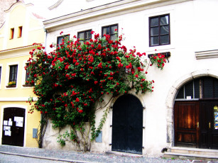 Картинка города -+здания +дома ворота окна дом розы
