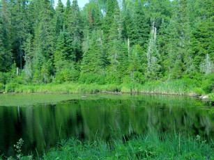 Картинка природа реки озера пруд изумрудный лес