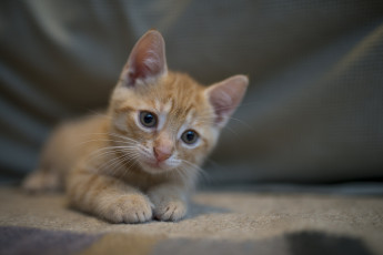 Картинка животные коты котик рыжик милый интерес