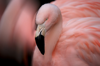 Картинка животные фламинго перья окрас птица розовый