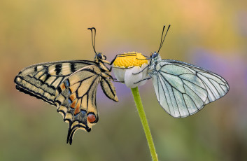 Картинка животные бабочки +мотыльки +моли макро