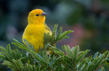 Картинка животные птицы природа ветки желтая ель птица