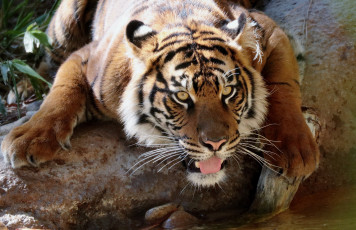 Картинка животные тигры хищник язык кошка амурский тигр
