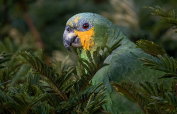 Картинка животные попугаи попугай птица зеленый взгляд природа дерево ветки