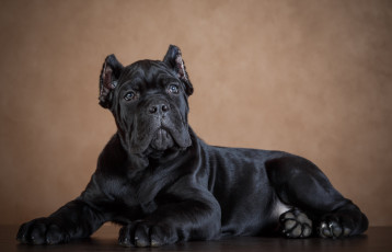 Картинка животные собаки черный фон пес собака