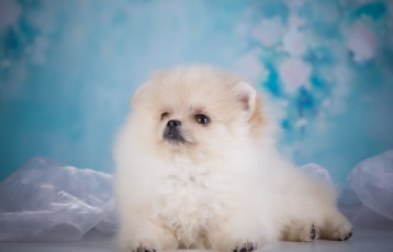 Картинка животные собаки щенок малыш голубой фон ткань