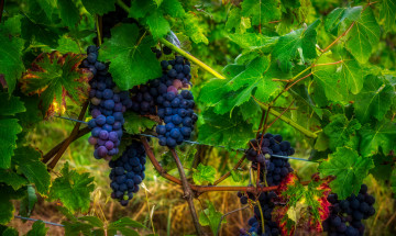Картинка природа Ягоды +виноград grapes leaves листва виноградник the vineyard виноград грозди