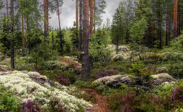 Картинка природа лес простор