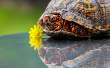 обоя животные, Черепахи, отражение, одуванчик, черепаха, цветок