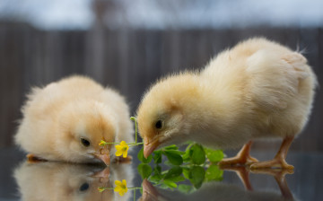 Картинка животные куры +петухи желтенькие цыплята цветы малыши