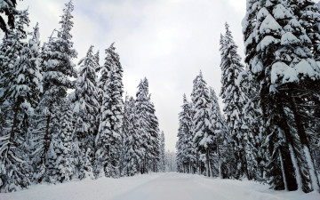 Картинка природа зима снег елки