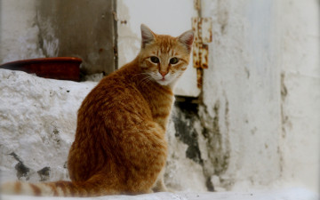 Картинка животные коты рыжий цвет