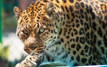 Картинка животные леопарды морда взгляд