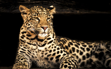 Картинка животные леопарды морда взгляд