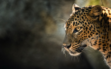 Картинка животные леопарды профиль