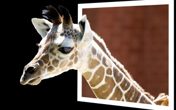 Картинка животные жирафы голова