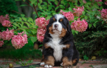 Картинка животные собаки щенок цветы гортензия природа