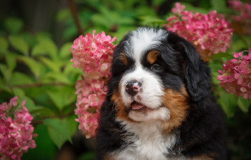 Картинка животные собаки щенок малыш цветы гортензия природа