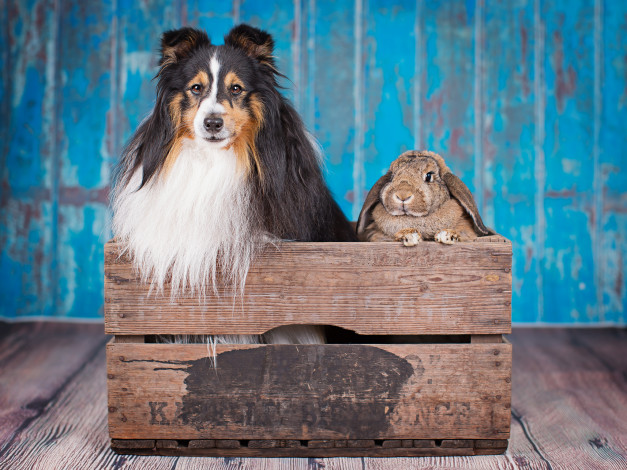 Обои картинки фото животные, разные вместе, ящик, собака, кролик