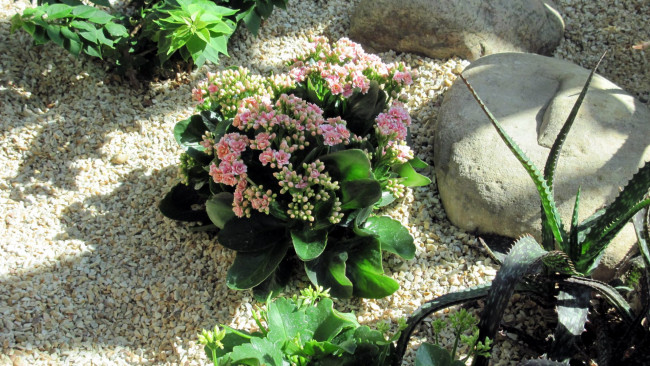 Обои картинки фото цветы, каланхоэ, бутоны, галька, камень