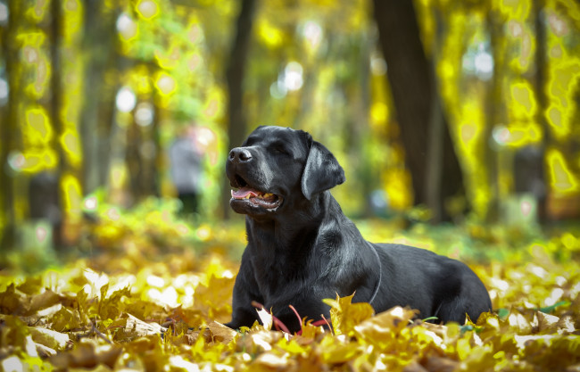 Обои картинки фото животные, собаки, листья, пес, природа, осень, животное