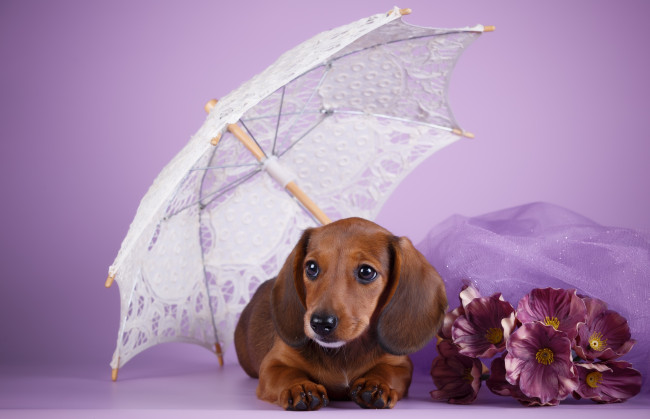 Обои картинки фото животные, собаки, щенок, зонт, такса, сиреневый, фон, цветы