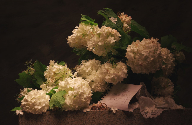 Обои картинки фото цветы, гортензия, письмо, белая