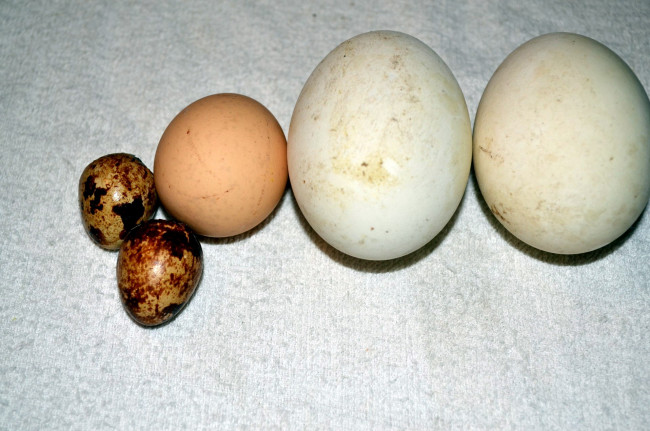 Обои картинки фото еда, Яйца, куриные, перепелиные