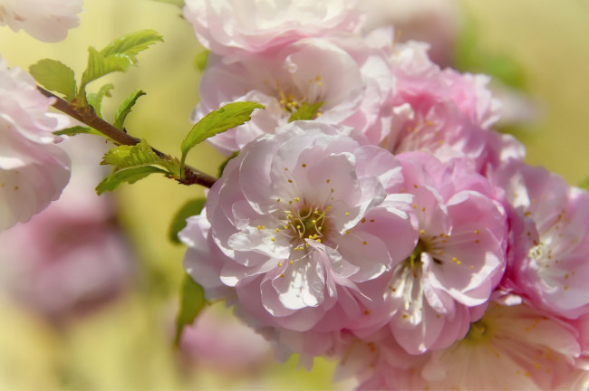 Обои картинки фото цветы, цветущие деревья ,  кустарники, весна, цветение, природа, миндаль, праздник, май, красота
